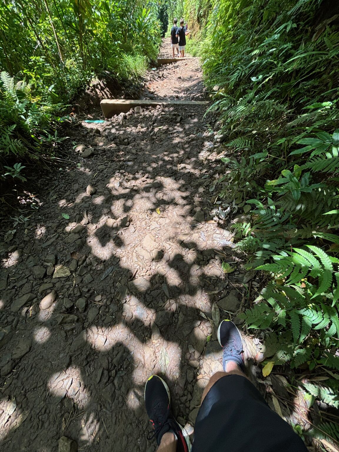 IMG_2684 Manoa Falls Trail Hike - August 11, 2025