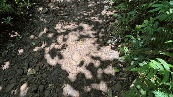 Manoa Falls Trail Hike - August 11, 2025
