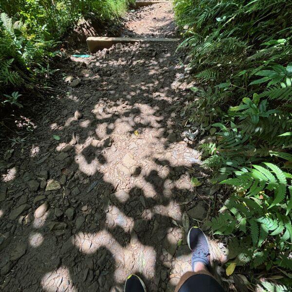 Manoa Falls Trail Hike - August 11, 2025